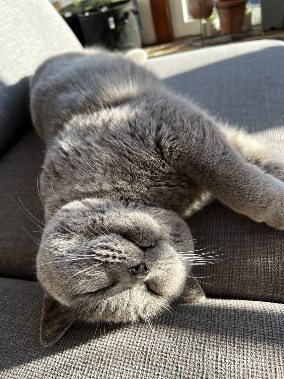 Eine graue Katze liegt entspannt auf dem Rücken auf einem Sofa und genießt die Sonne.