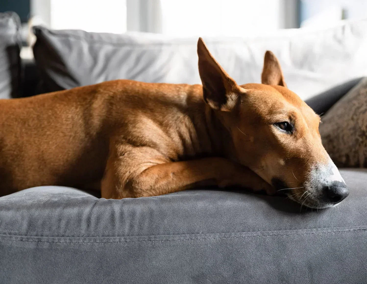 Haustiergeruch aus Polster entfernen - Natürliche Lösungen für ein frisches Zuhause