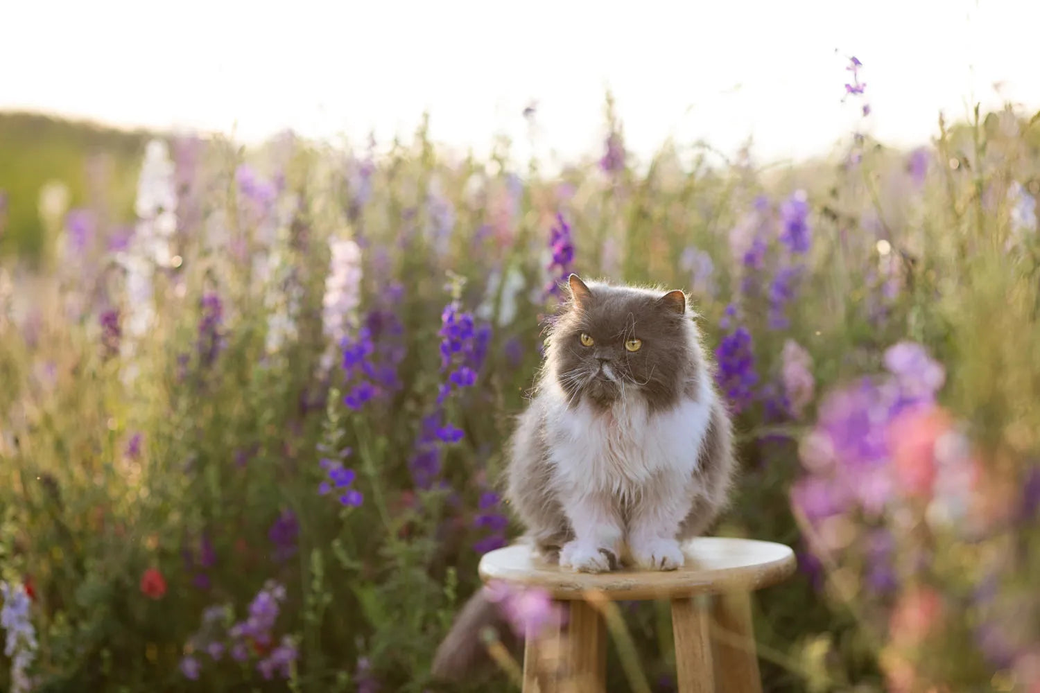 Weiß-braune echte Katze sitzt auf Stuhl inmitten einer Blumenwiese