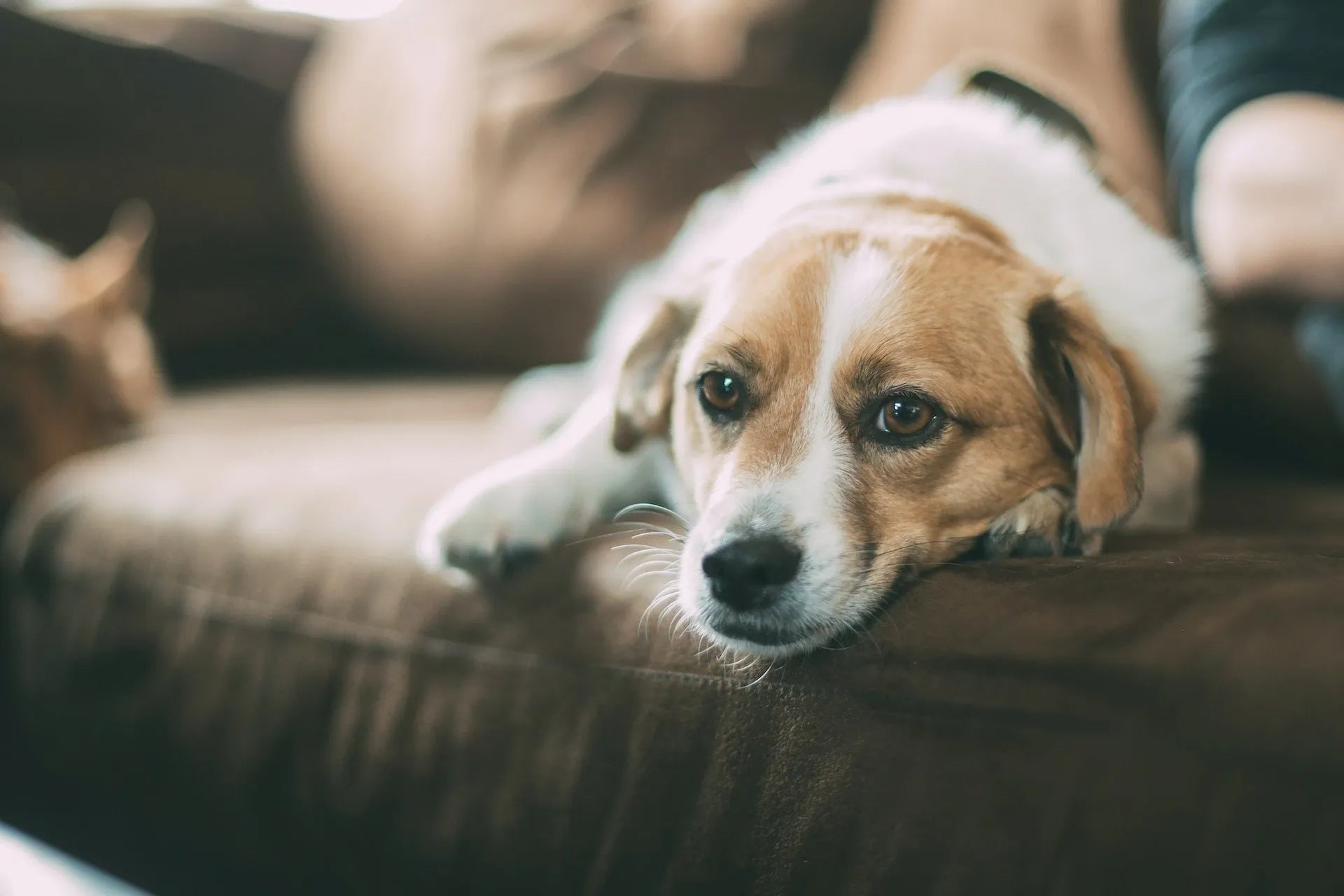 Hund, der auf brauner Ledercouch liegt und in die Kamera schaut