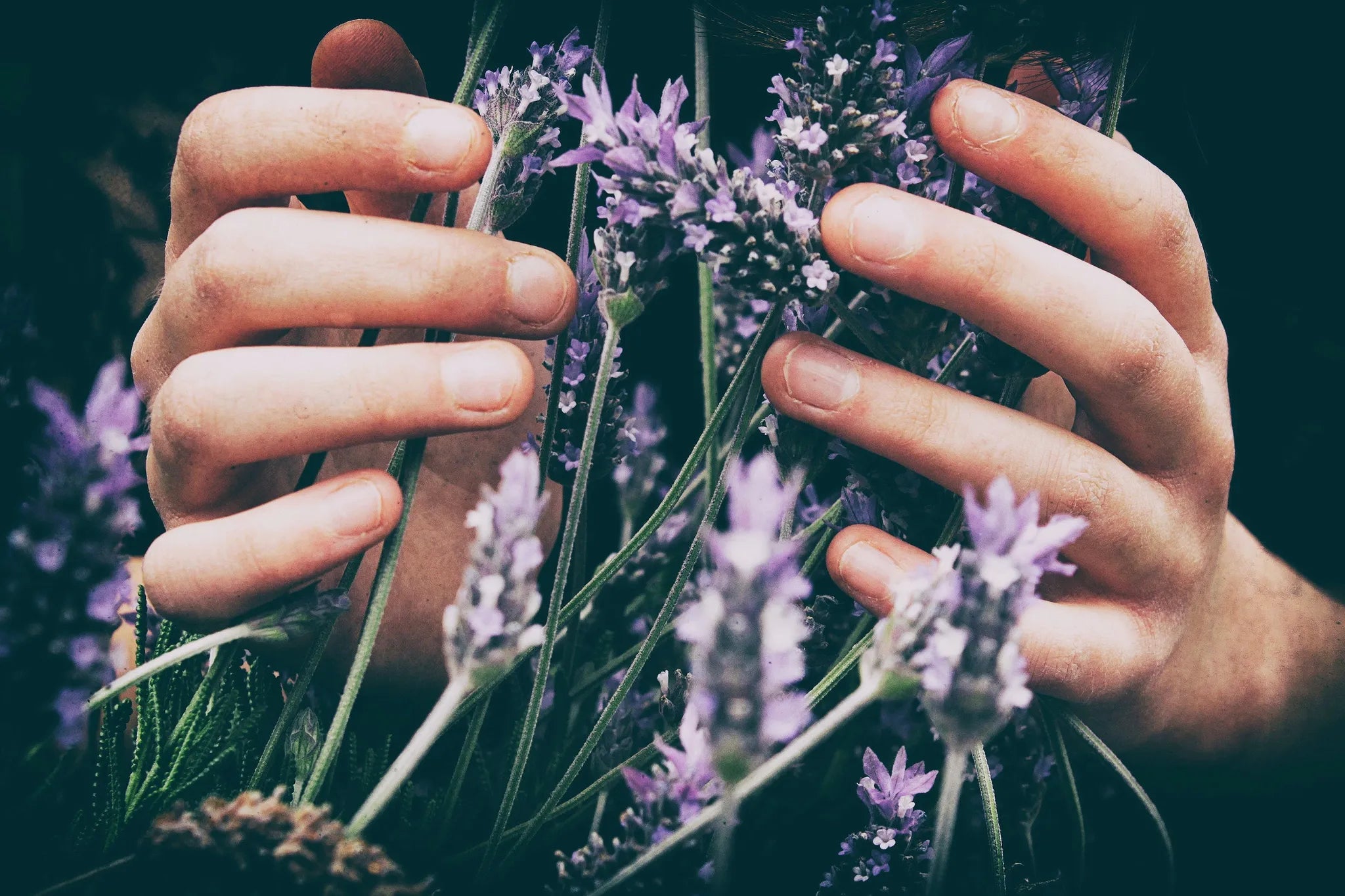 Zwei Hände, die in frischen Lavendel greifen