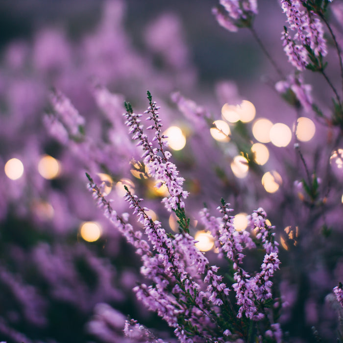 Blühender Lavendel mit kleinen leuchtenden Solarlichtern