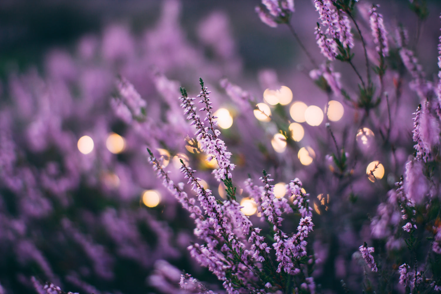 Blühender Lavendel mit kleinen leuchtenden Solarlichtern