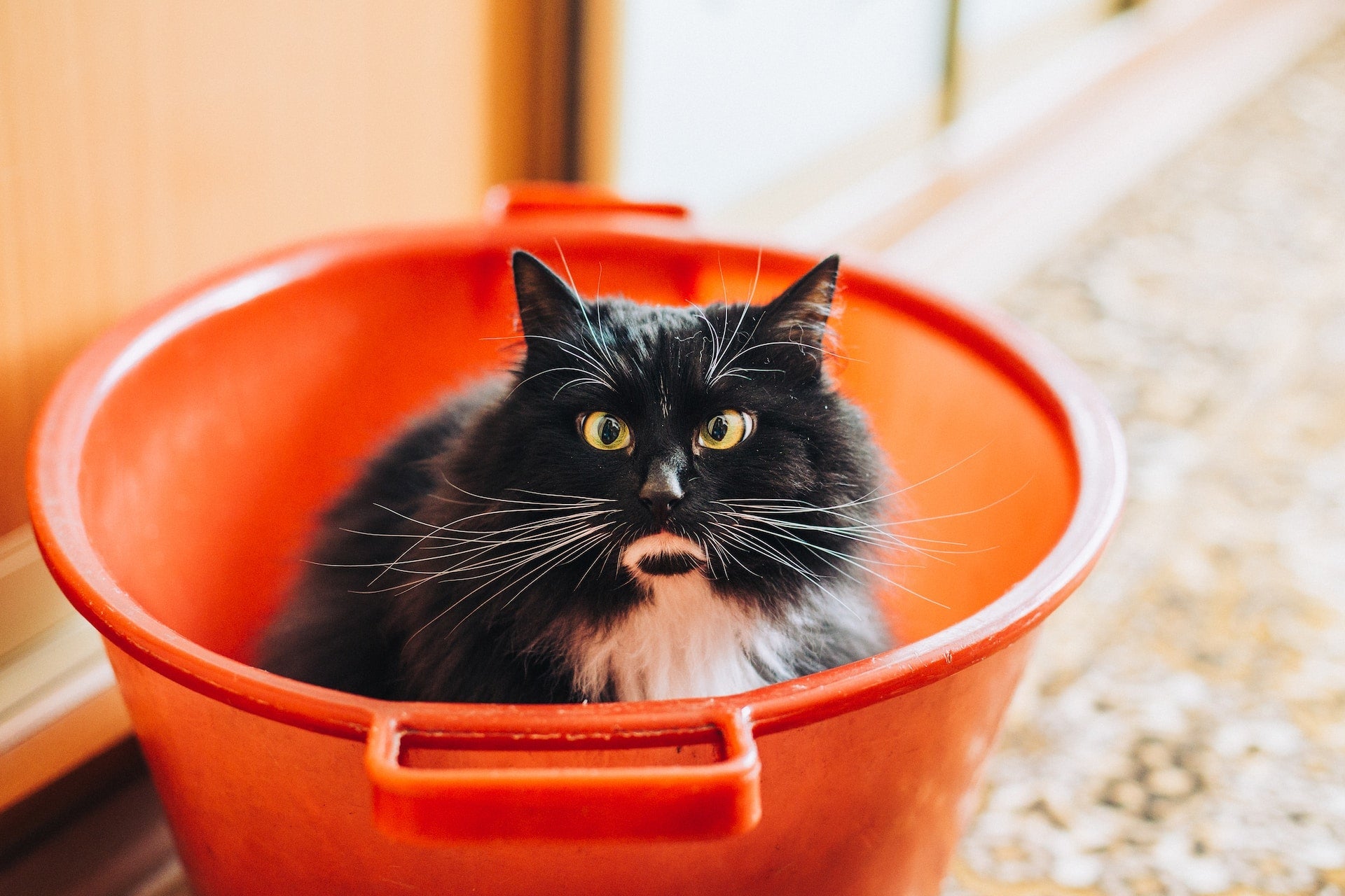 Schwarze Katze mit weißem Bauch, die in einem roten Wischeimer sitzt