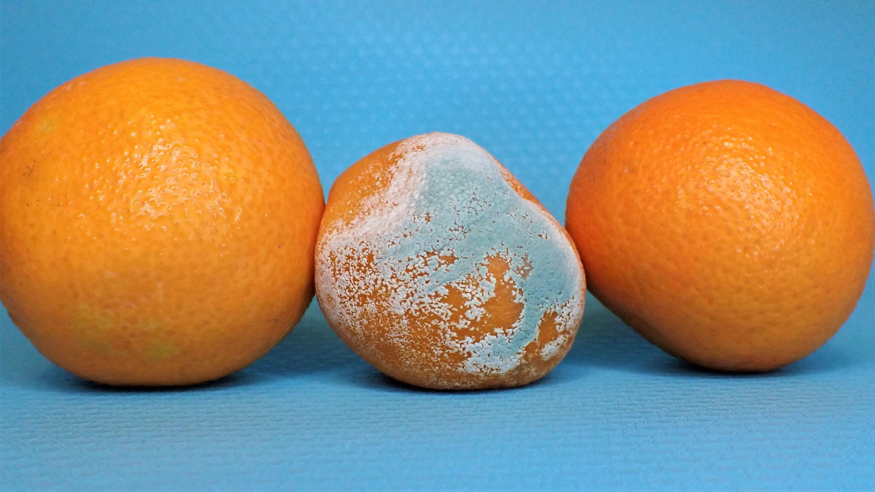 Orangen mit Schimmel
