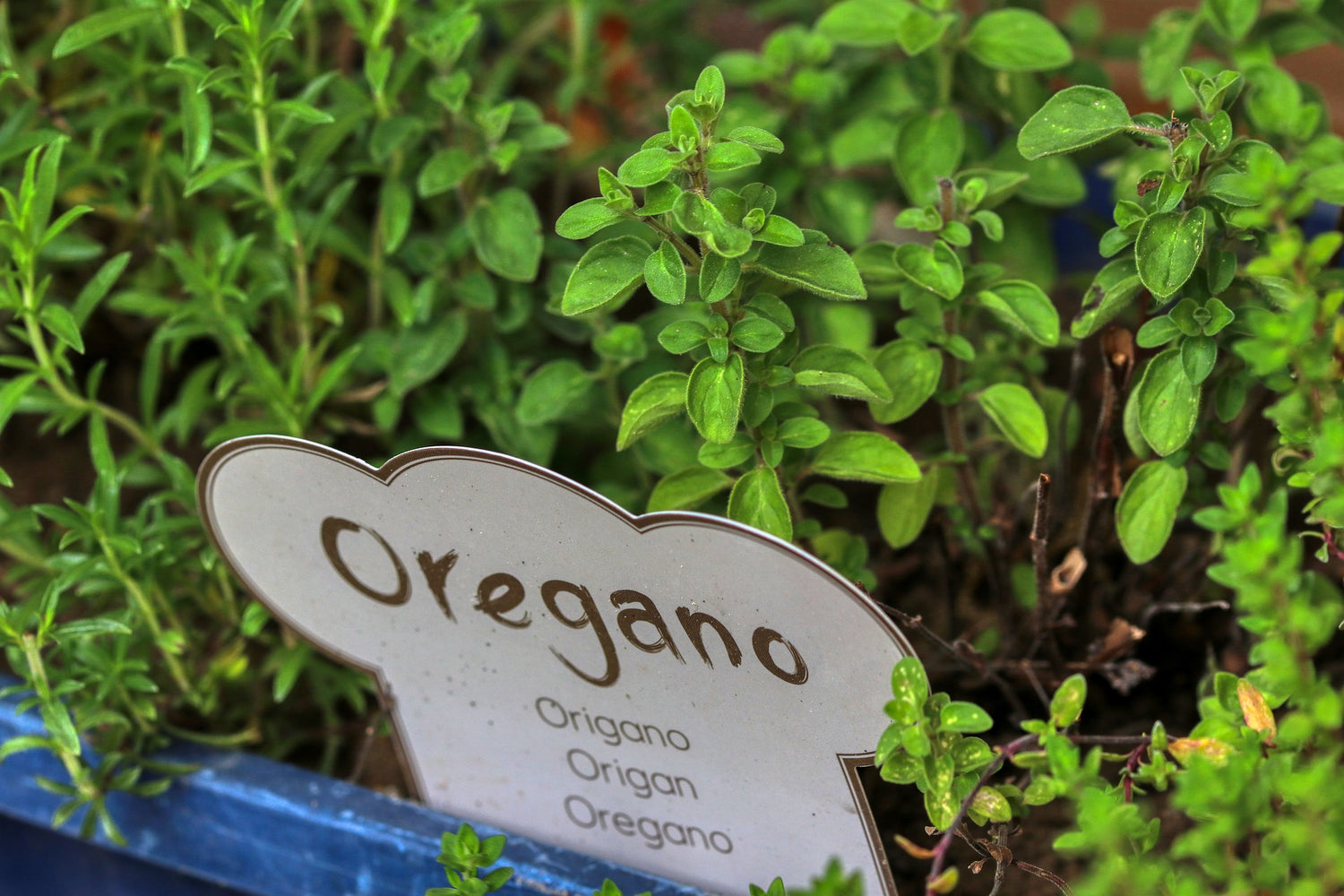 Frischer Oregano