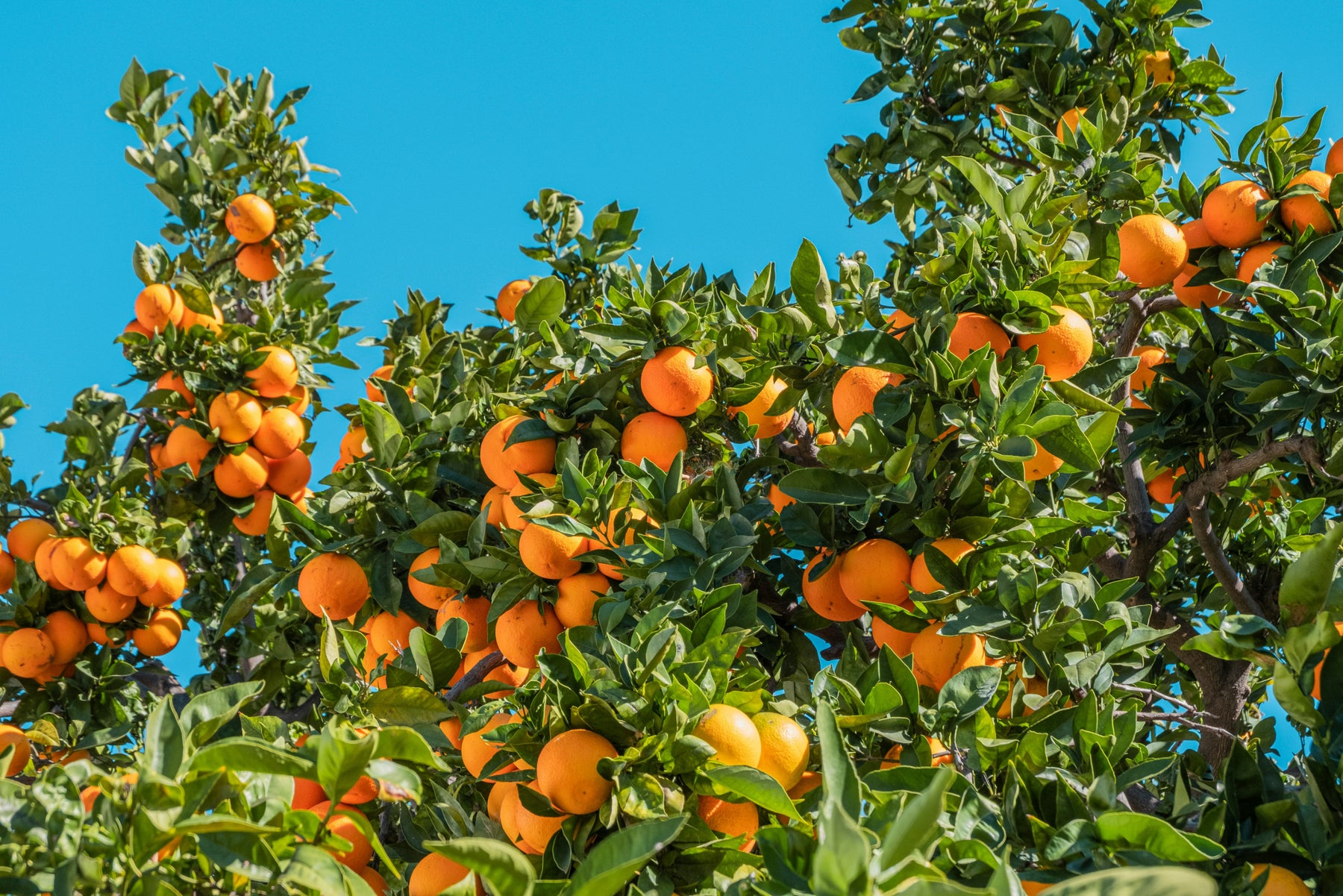 Orangenbaum voller reifer Früchte
