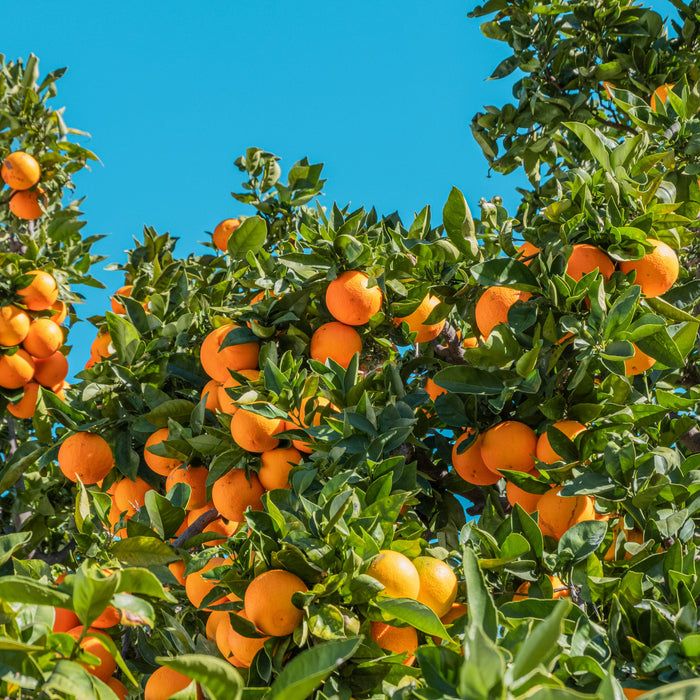 Orangenbaum voller reifer Früchte